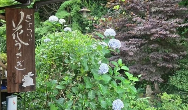 ぎゃらりぃ花うさぎ